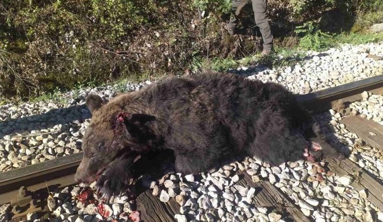 Voz udario medveda – Nesvakidašnja nesreća desila se na pruzi kod Prijepolja