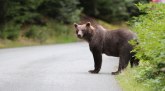 Vozači, oprez: Medved na putu FOTO