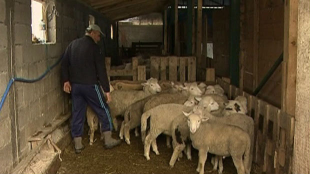 Vratio na očevo imanje, a sada je vlasnik najveće farme ovaca u Toplici