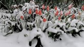 Vremenske nepogode i Srbija: Kada nas zaveje sneg u aprilu