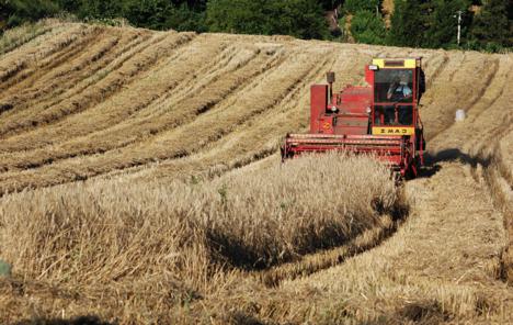 Vremenske nepogode uništile 20 odsto srpske poljoprivredne proizvodnje