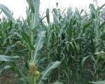 Vremenske prilike pogodovale kukuruzu u Toplici, očekuje se prinos od sedam tona po hektaru