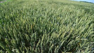 Vremenske prilike ubrzale razvoj pšenice: Stručnjaci kažu da je u toku jedna od najtoplijih sezona
