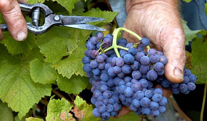 Vršac: Svislajon preuzeo Vršačke vinograde