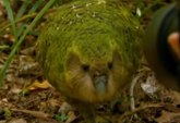 Vrsta papagaja na rubu izumiranja: Preti opasna infekcija VIDEO