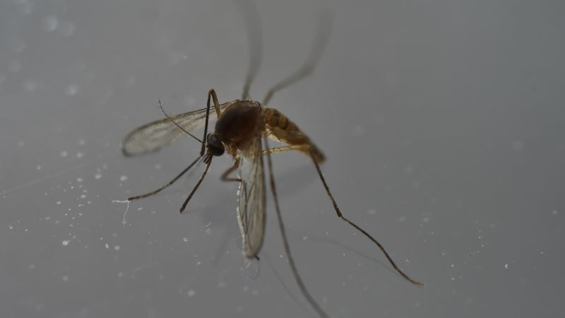 WHO: Virus zika više nije opasnost