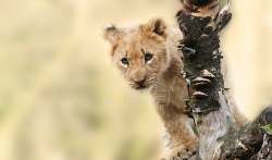 WWF: Odbegli lav u Budvi ukazuje na problem krijumčarenja životinja