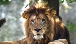WWF: Zemlja izgubila 60 odsto divljih životinja za 44 godine