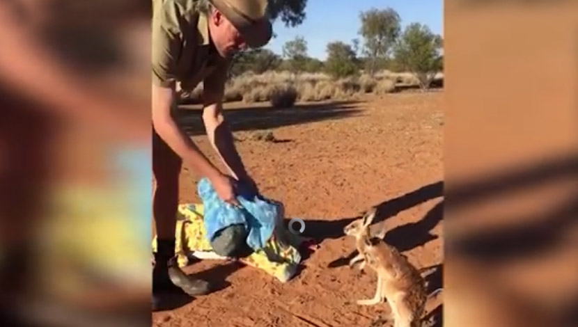 ZA DOBRO JUTRO: Bebe kenguri se spremaju za spavanje, ali ne sa svojom mamom (VIDEO)