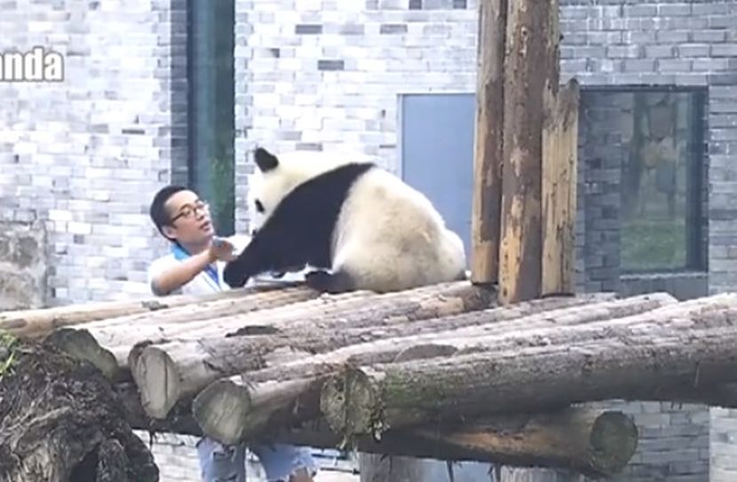 ZA DOBRO JUTRO: “Čačkao” je kung fu pandu, a onda je shvatio da je to veoma loša ideja (VIDEO)