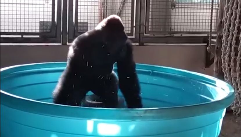 ZA DOBRO JUTRO: Čim vidite kako gorila pleše brejkdens u bazenu, poželećete odmah da odete negde na plažu i radite isto! (VIDEO)