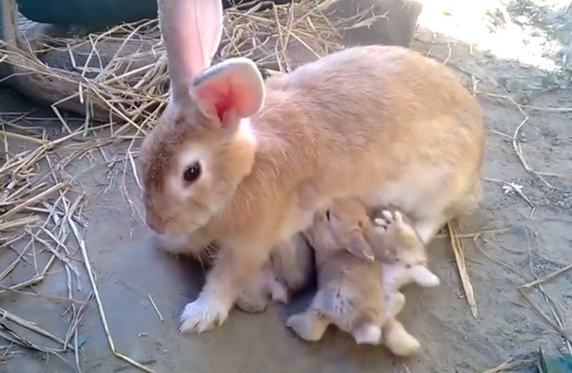 ZA DOBRO JUTRO: Da li ste ikada videli dojenje zečića? Organizacija izgleda nije najbolja (VIDEO)
