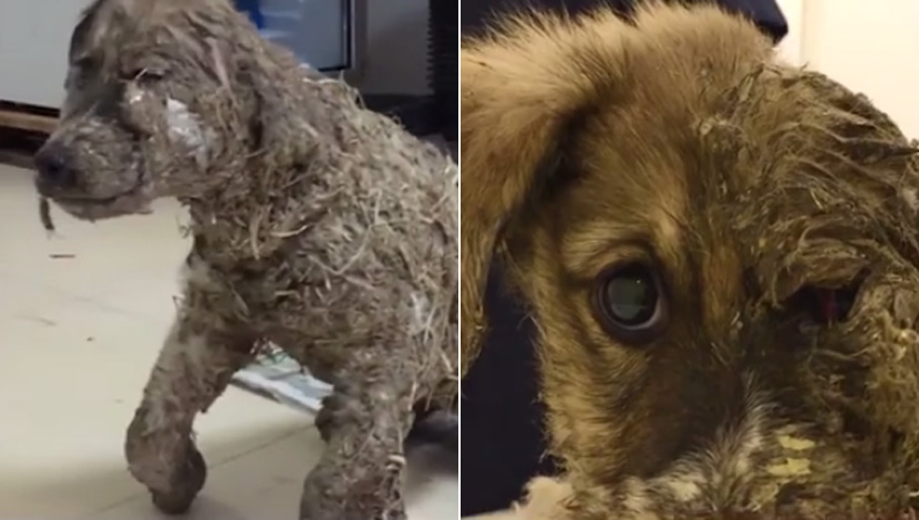 ZA DOBRO JUTRO: Deca su psa polila lepkom i blatom, pa ostavila da umre u mukama. A onda su ga ovi ljudi preporodili (VIDEO)