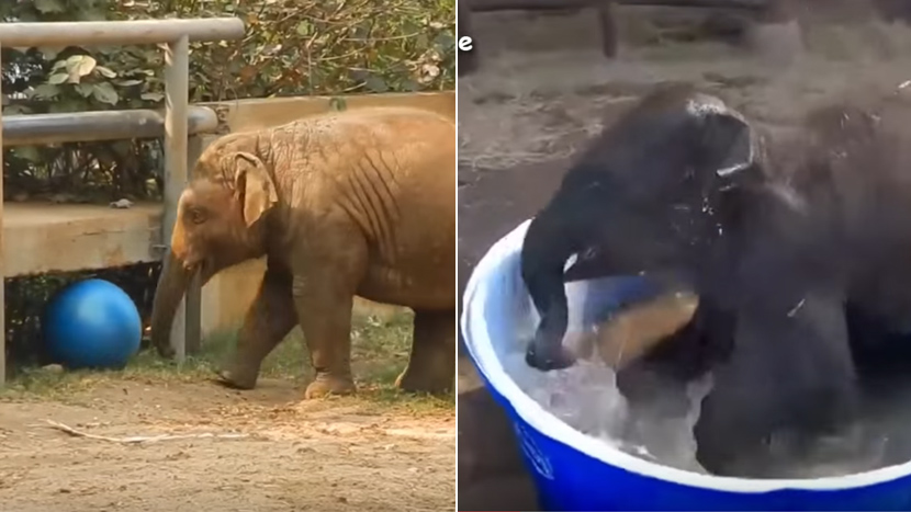 ZA DOBRO JUTRO: Kada budete videli kako beba slon uživa u igri i kupanju, vratiće vam se osmeh na lice (VIDEO)