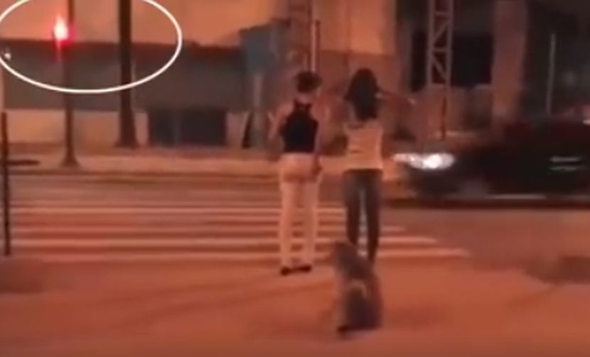 ZA DOBRO JUTRO: Pas čeka zeleno svetlo da pređe ulicu! (VIDEO)