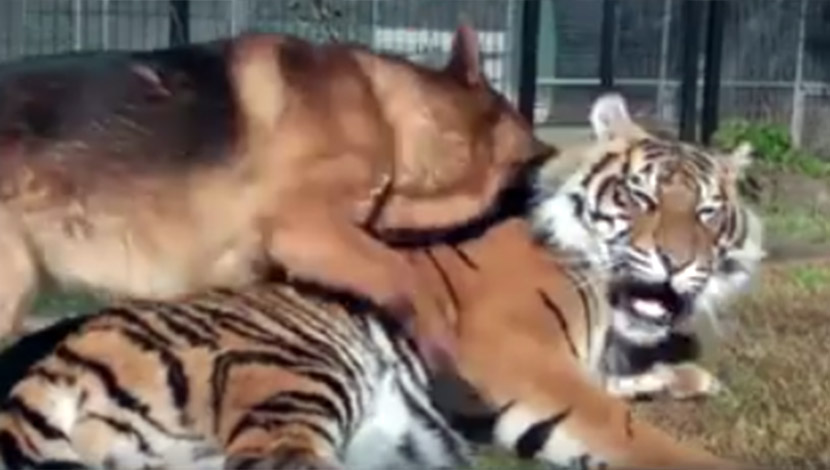 ZA DOBRO JUTRO: Pas je čačkao tigra dok se odmarao, divlja mačka mu je uzvratila još bolje (VIDEO)