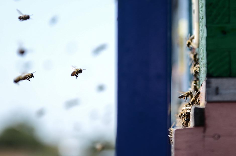 ZA PRIMER: Pčelinjak u državnom dvorištu