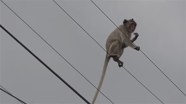 ZAIGRAO SE: Zbog majmuna 50.000 ljudi bez struje