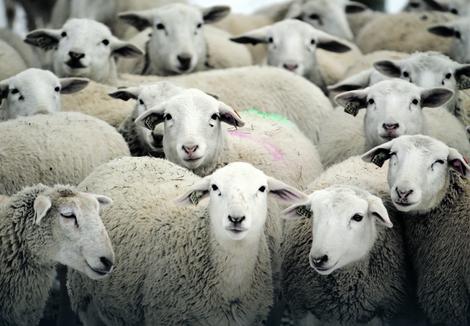 ZANIMLJIVO OTKRIĆE Ovce mogu da prepoznaju ljude sa fotografije