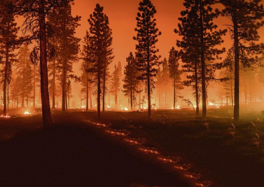 ZASADI DRVO: Šumski požari i bespravna seča kao najveće pretnje!