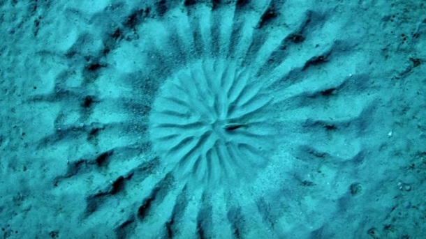 ZASTAJE DAH: Umetnost na dnu mora! (VIDEO)