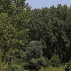 ZELENA OAZA PANČEVA: Skrivene čari Gradske šume (VIDEO)