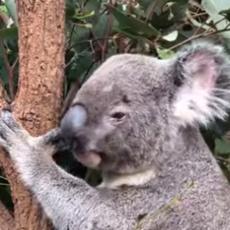 ZNATE LI KAKO SE OGLAŠAVA PRESLATKA KOALA? To je najstrašniji zvuk, kao iz PAKLA! (VIDEO)