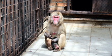 ZOO Jagodina: Japanski makaki majmuni dobili prinovu