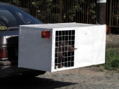 ZOOHIGIJENA: Sklonjena 42 psa sa ulice