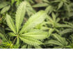 ZR: Otkrivena laboratorija za uzgoj marihuane u stanu