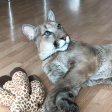 ZVEZDA INSTAGRAMA! Puma Mesi osvaja srca širom planete: Divlja mačka, a kućni ljubimac! (VIDEO)
