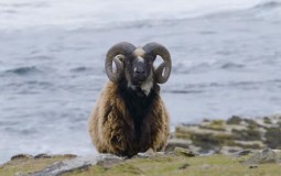 
					Za čuvanje retke vrste ovaca plata od 25.000 evra (VIDEO) 
					
									