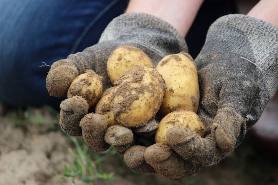 Za godinu dana cijena krompira u RS porasla za 50 odsto