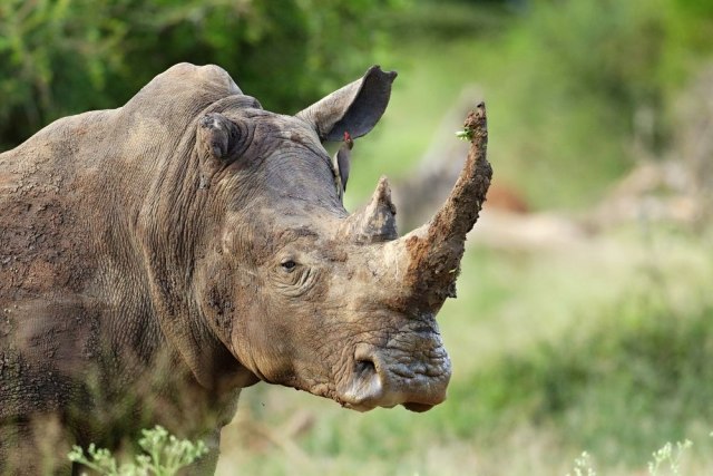 Za godinu-dve više neće biti nosoroga: Rog i do 65.000 dolara