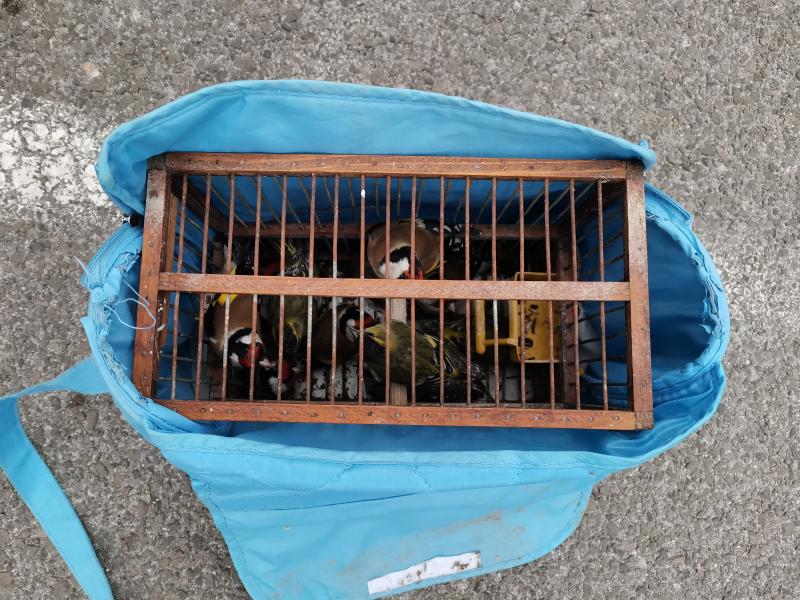Za tri dana u Jablaničkom okrugu otkrivena 34 krivolova ptica pevačica