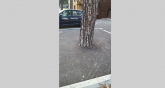 Zabetonirao bor na Zlatiboru, iscrtao parking mesta FOTO
