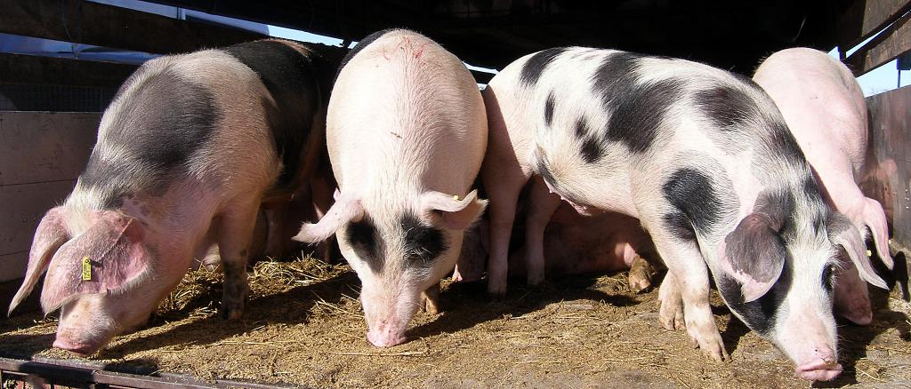 Zabrana uvoza mesa iz Srbije pogurala domaću proizvodnju