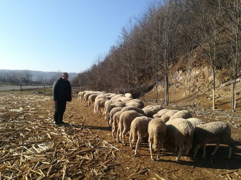 Zadruga povezala odgajivače ovaca iz tri jagodinska sela