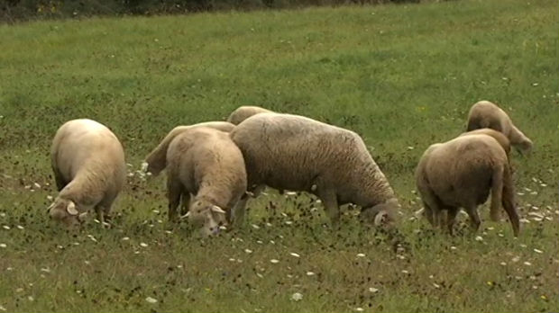 Zadruge za više ovaca i bolji život u kosjerićkim selima