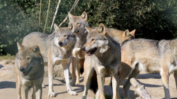 Zagrepčani jurili češku vučicu po zoo-vrtu