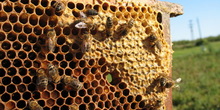 Zahlađenje nepovoljno za pčele