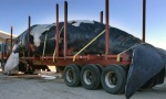 Zakonom zaštićen kit pronađen mrtav u ribarskoj mreži