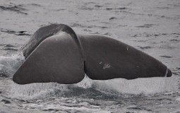 
					Zakonom zaštićen kit pronađen mrtav u ribarskoj mreži 
					
									
