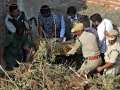 Zalutali leopard konačno uhvaćen i prebačen u zoološki vrt