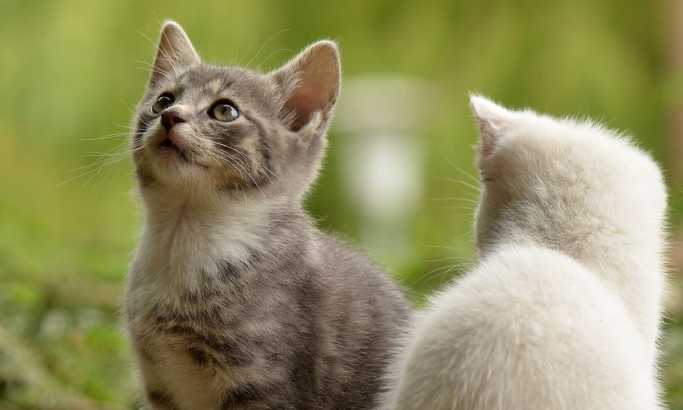 Zanimljive činjenice koje niste znali o mačkama