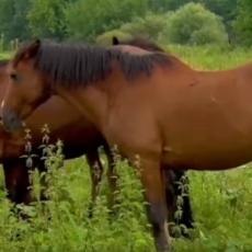 Zapadna Morava im je odnela 17 konja i desetkovala stočni fond: Porodica Milosavljević sada je ispričala svoju priču!
