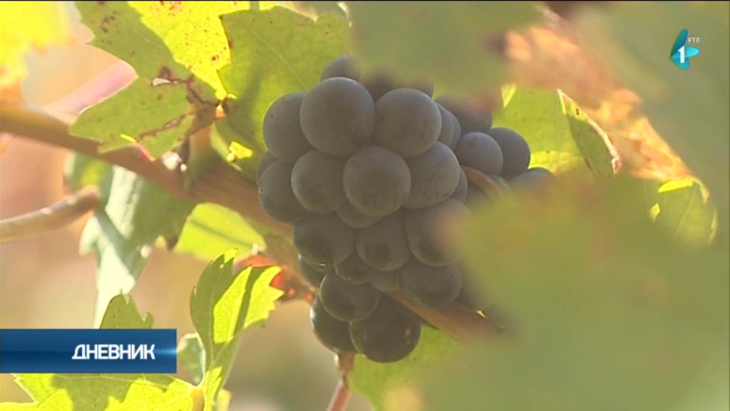 Zapis iz Iriga o organskom grožđu i vinu
