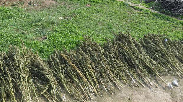 Zaplena više od 16 tona marihuane u Albaniji