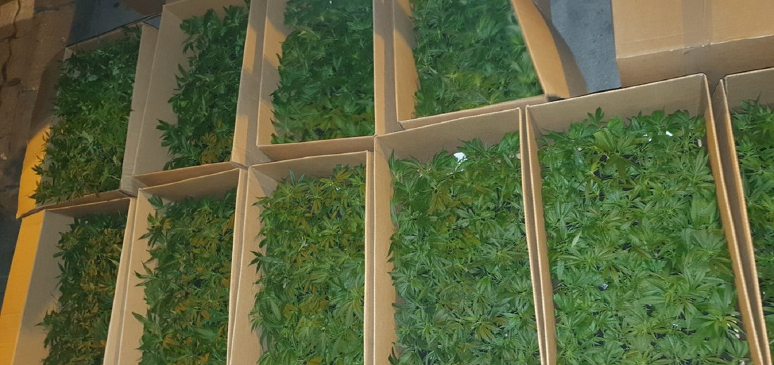 Zaplenjeno 10.000 stabljika marihuane na Horgošu