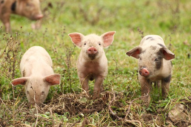 Opasno: Zaražene svinje mogu da unište ekonomiju Srbije VIDEO